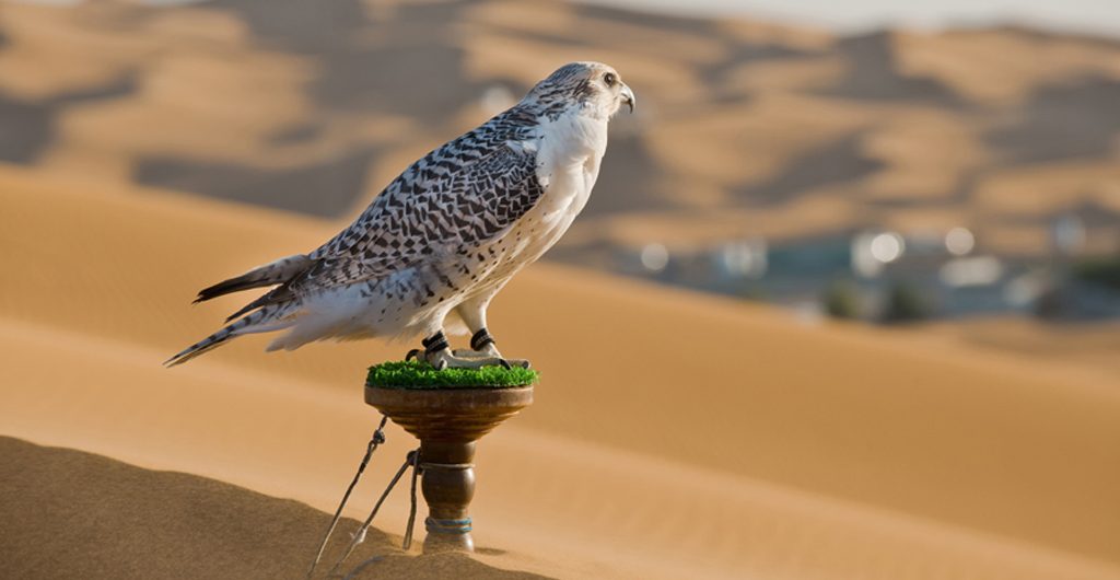 A photo showing a desert safari